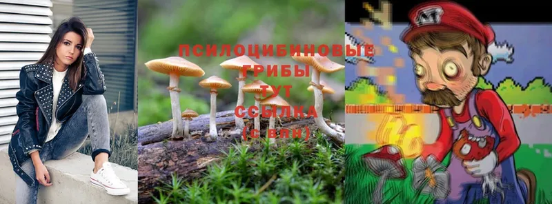 MEGA маркетплейс  Георгиевск  Галлюциногенные грибы Psilocybine cubensis 